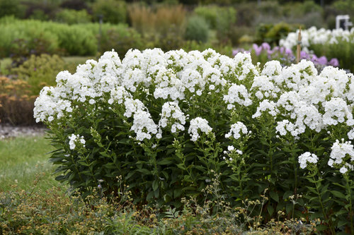 Backlight Phlox