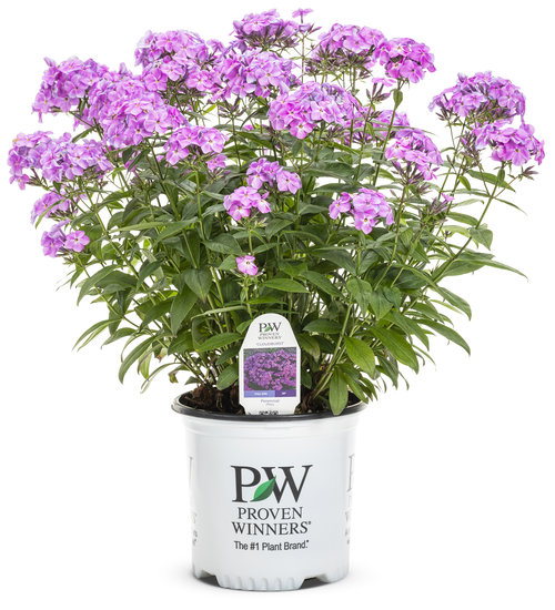 phlox_cloudburst_1-gal.jpg