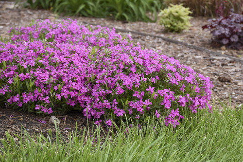 phlox_magenta_sprite_2.jpg | Proven Winners