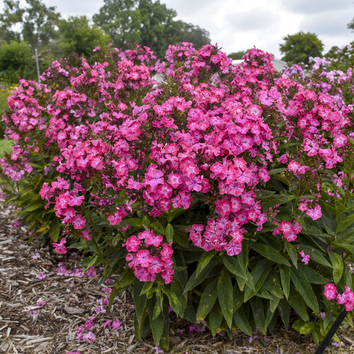 phlox_pink_lightning.jpg | Proven Winners