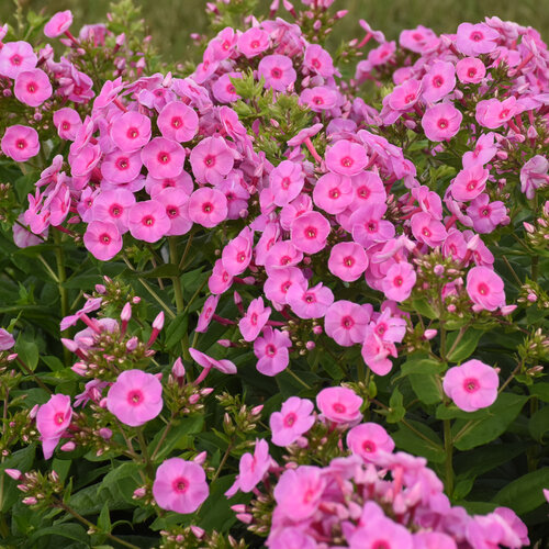 Phlox Luminary Prismatic Pink