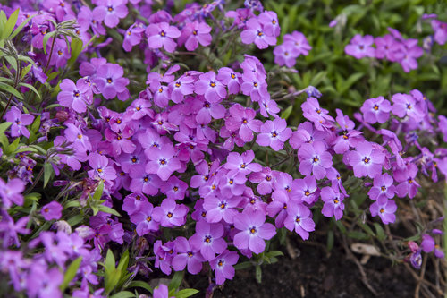 phlox_rose_sprite_apj20_5.jpg