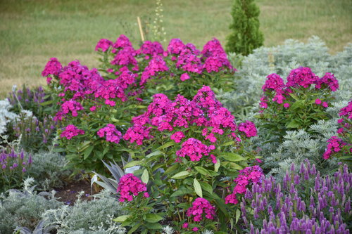 'Ultraviolet' Tall Garden Phlox