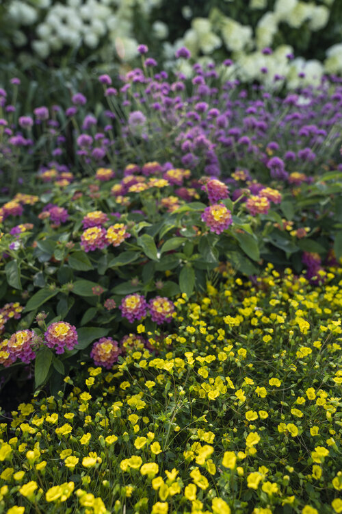 pollinator_gazing_ball_7.jpg