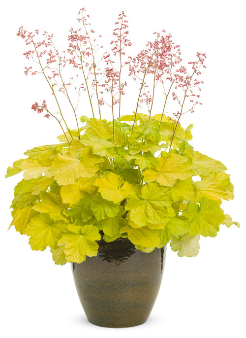 Primo™ 'Pretty Pistachio' - Coral Bells - Heuchera