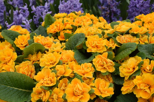 Primula Bouquet Perfect Mandarin