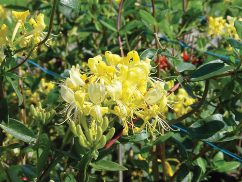 proven_winners_lonicera_scentsation_honeysuckle.jpg