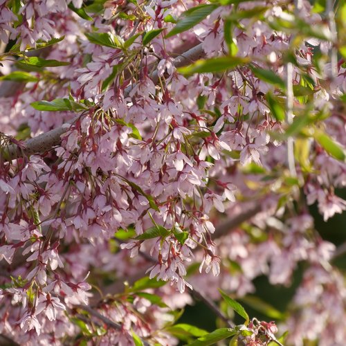 Close view of Pink Snow Showers cherry tree.