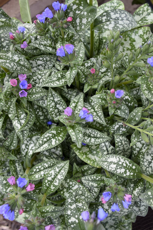 Pulmonaria Pink-a-Blue