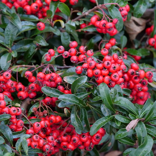 Close view of mature red berry bunches on Berry Box pyracomeles in the wintertim