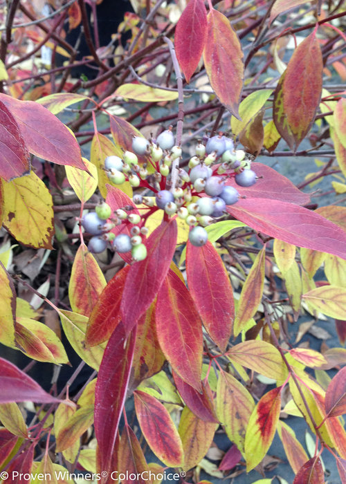 Red Rover Cornus