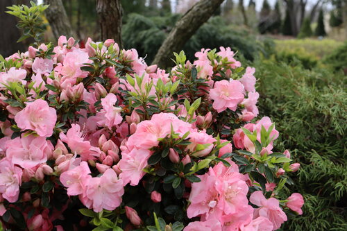 Perfecto Mundo Pink Carpet azalea blooming in the landscape.