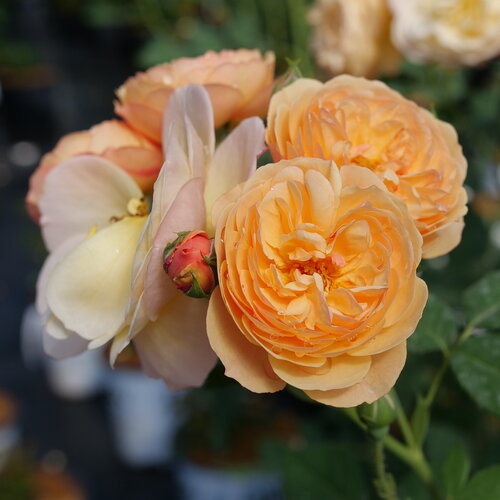 Several blousy Flavorette Apricot Honey rose blooms are clustered at the end of 