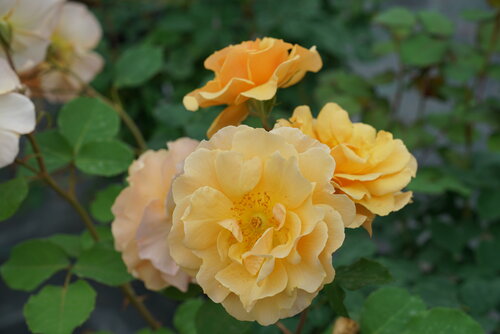 Creamy golden yellow double rose on Rise Up Amberness.