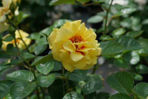 Rise Up Ringo rose flower which is bright yellow, double, and has a red center.