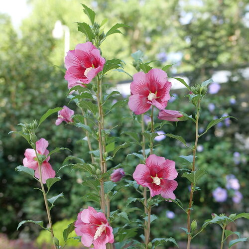 Several very straight stems on Paraplu Adorned rose of Sharon with dark red cent