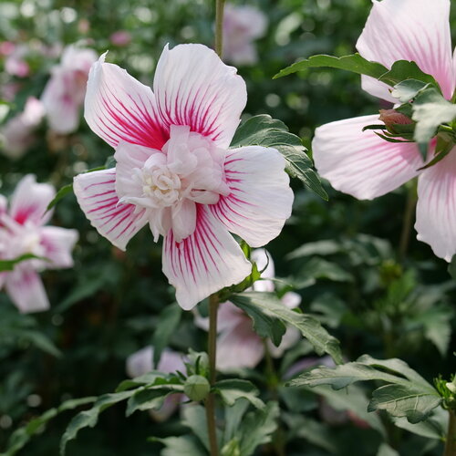 A view of a frilly centered Starblast Chiffon hibiscus flower with fabulous hot 