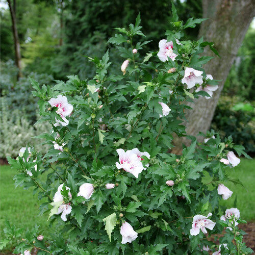 A view of Starblast Chiffon rose of Sharon planted in the landscape, displaying 