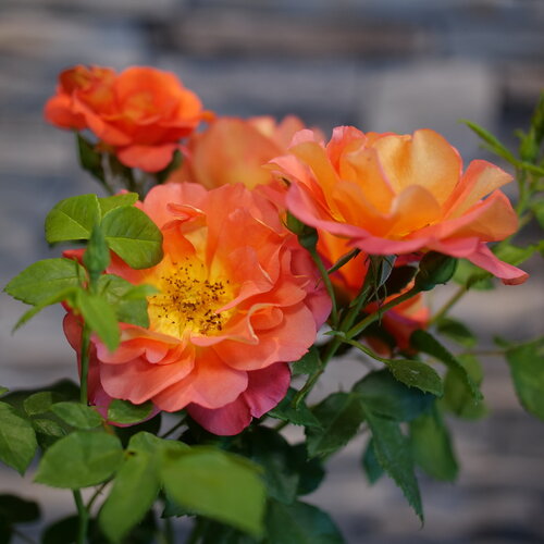 Glowing orange and yellow rose flowers on Rise Up Emberays rose.
