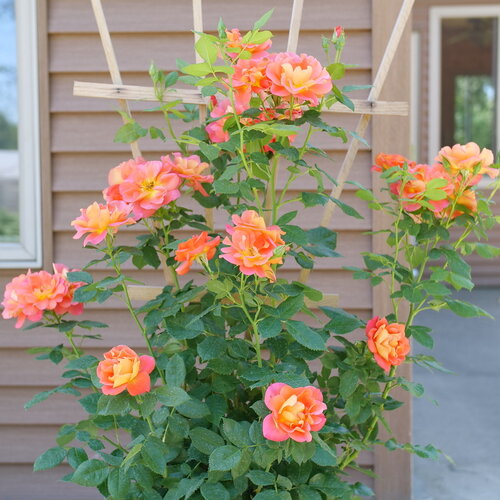 A Rise Up Emberays rose tied into a trellis on a porch.