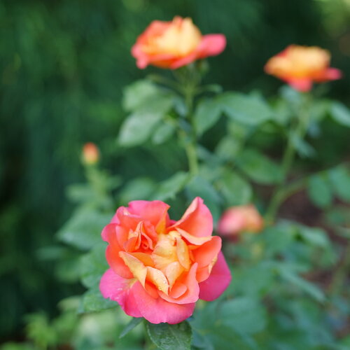 A close view of a Rise Up Emberays rose just opening up with brilliant coral-ora