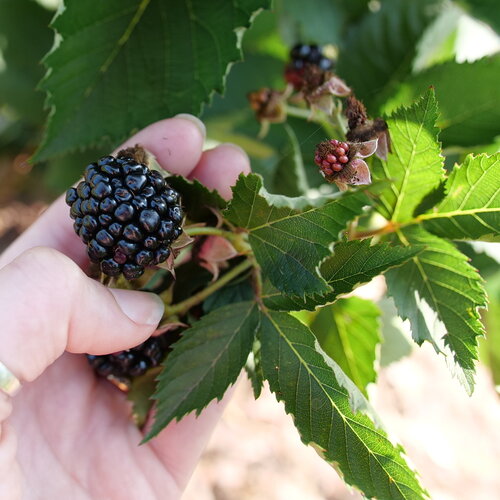 A gardener is picking a very large blackberry off of Taste of Heaven rubus.