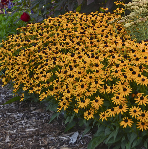 rudbeckia_little_goldstar.jpg