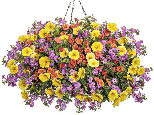 saffron_sunrise_basket.jpg