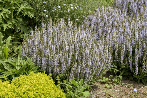 Salvia Perfect Profusion