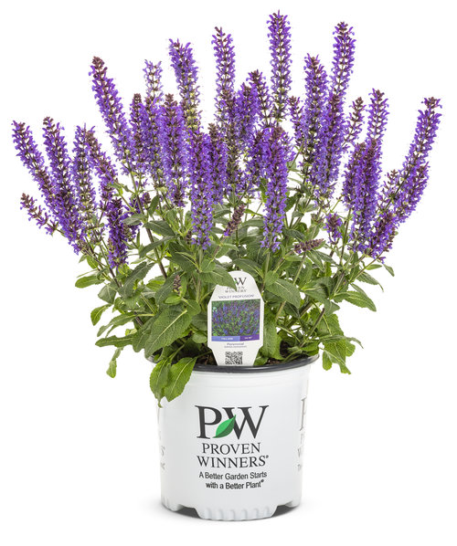 salvia_violet_profusion_1-gal.jpg