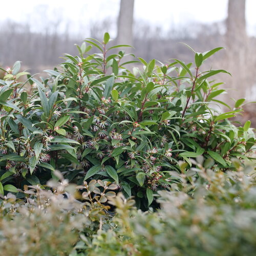 A view of the rounded form and glossy foliage of Sweet and Lo sweet box planted 