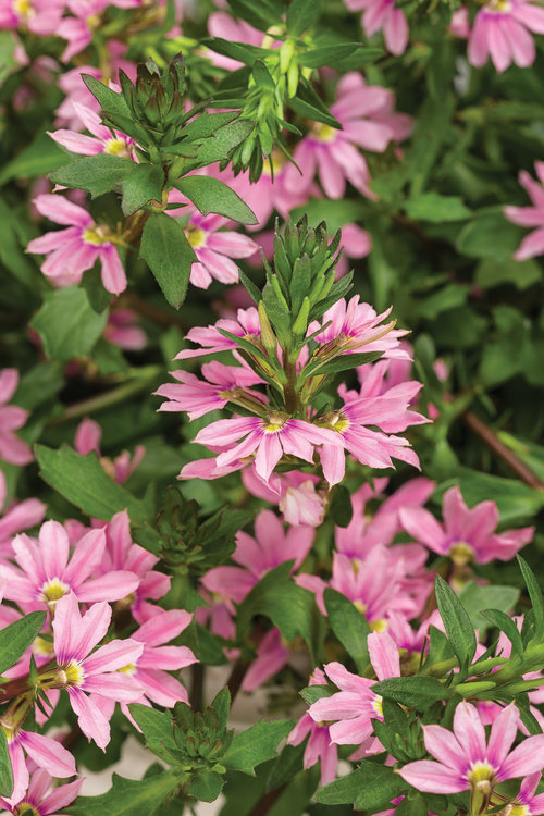 scaevola_whirlwind_pink.jpg