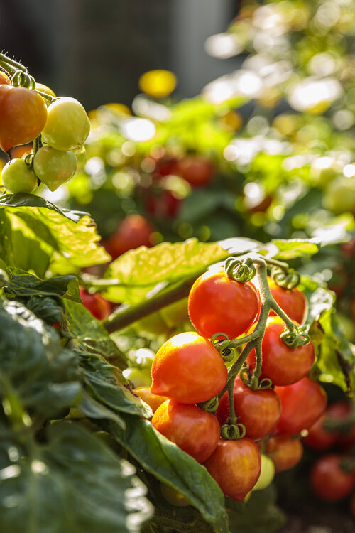 scene_proven_harvest_pollinator_garden_56.jpg