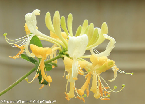 'Scentsation' Lonicera (Honeysuckle)