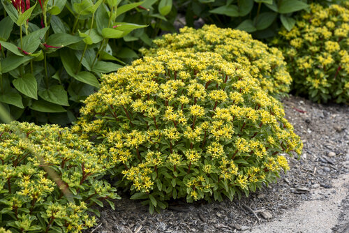 Sedum Rock n Round Bright Idea