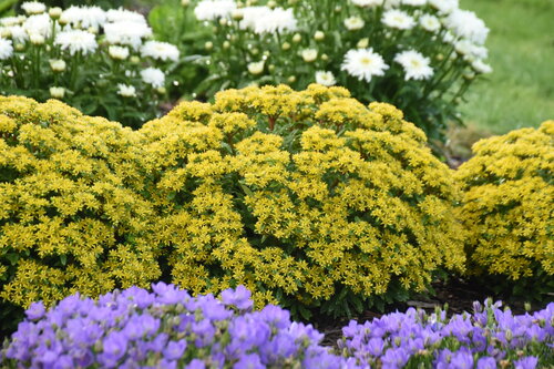 Sedum Rock n Round Bright Idea