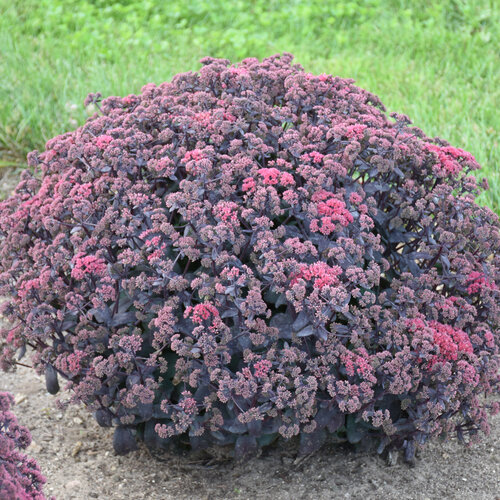 Sedum Rock n Grow Midnight Velvet