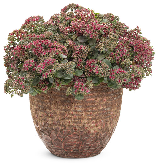 sedum_rock_n_grow_superstar.jpg