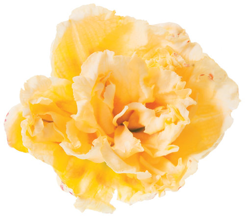 Siloam Peony Display Daylily