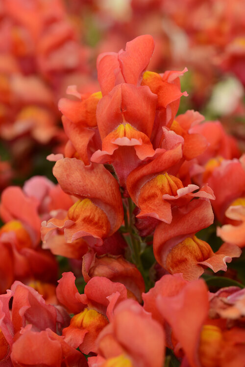 Snapshot™ Orange - Snapdragon