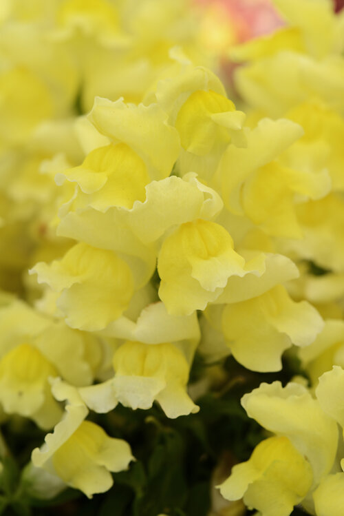 Snapshot™ Yellow - Snapdragon