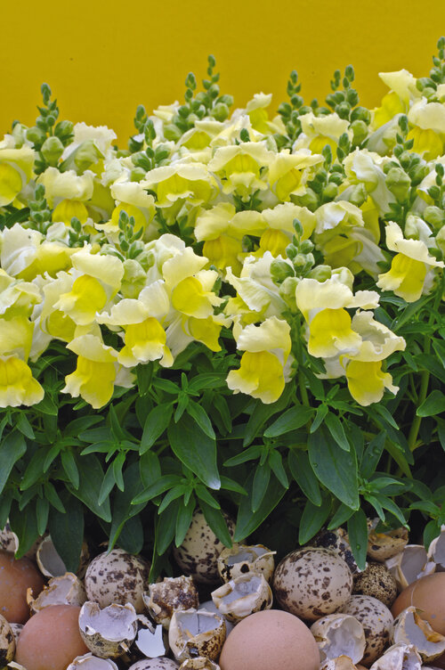 Snapshot™ Yellow - Snapdragon