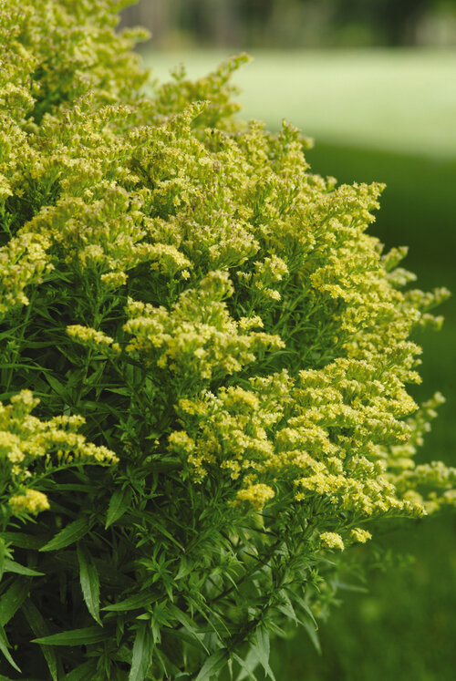 Solidago 'Dansolitlem' LITTLE LEMON - Goldenrod