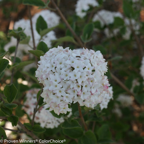 Proven Winners Spice Baby Viburnum