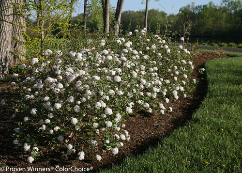 Spice Ball Viburnum