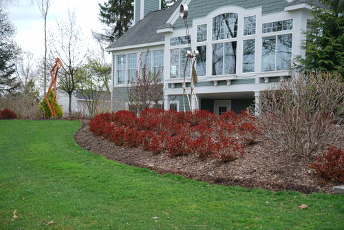 Double Play Doozie spirea in spring showing its colorful foliage emerging