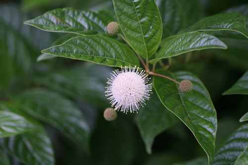 Sugar Shack cephalanthus