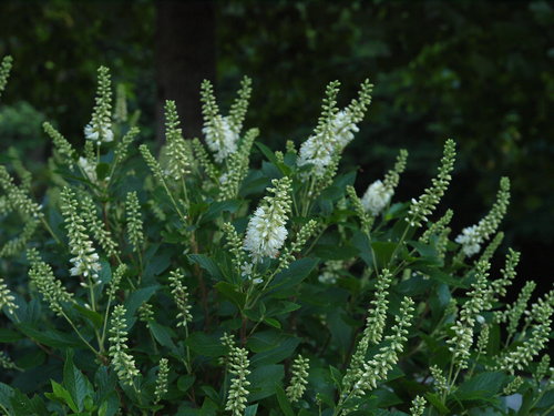 Sugartina 'Crystalina' Clethra (summersweet)