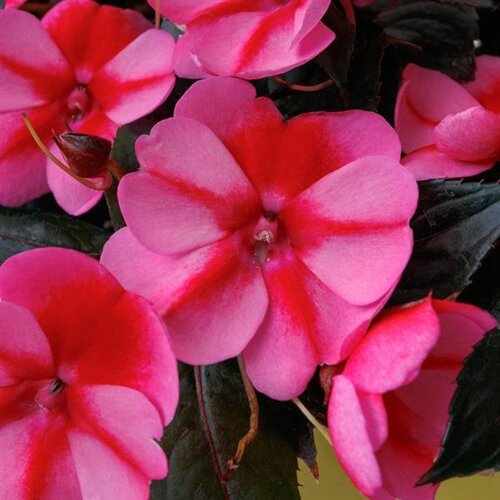 Sunpatiens Compact Red Candy Impatiens