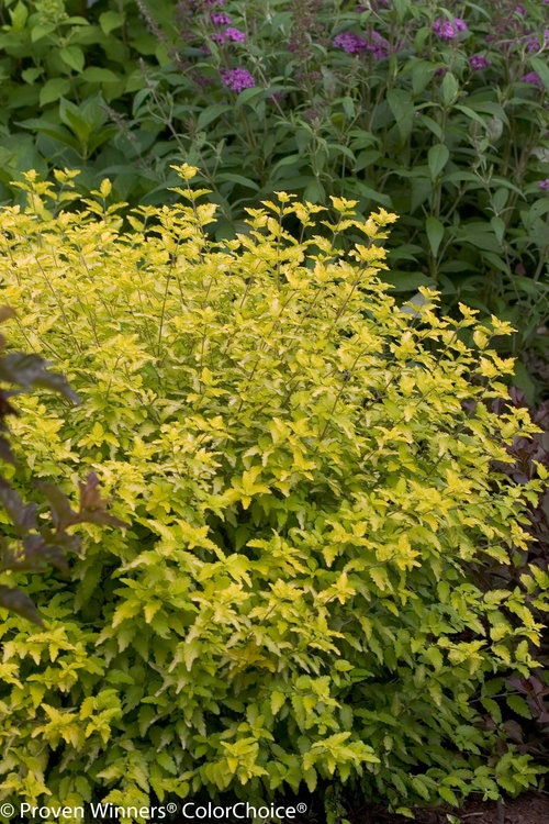 Sunshine Blue Caryopteris